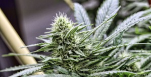 marijuana-weed1