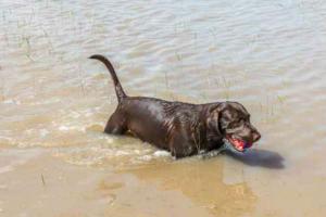 Dog_in_flood_waters_Casey_E_Martin_Fotolia_large
